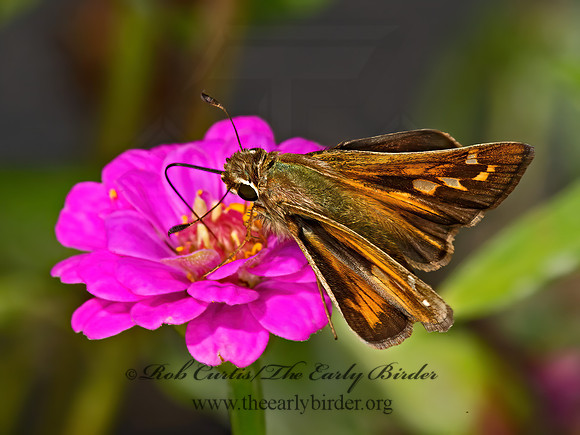 Atalopedes campestris  SACHEM SKIPPER 9052456z