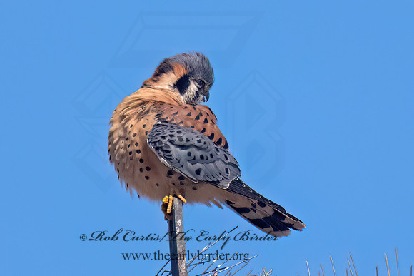 Falco sparverius AMERICAN KESTREL 9085393z