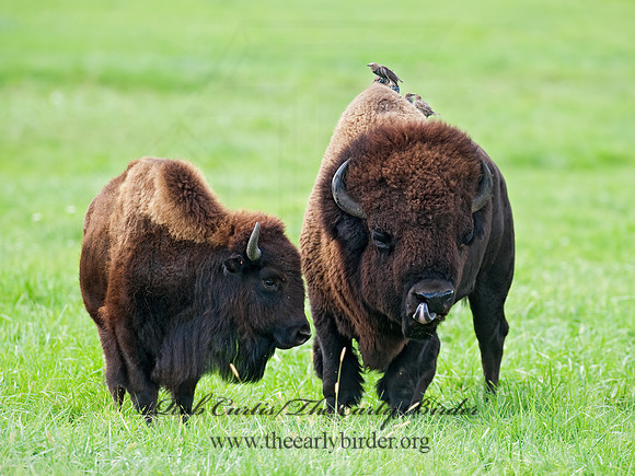 Bison bison  BISON 8023933z