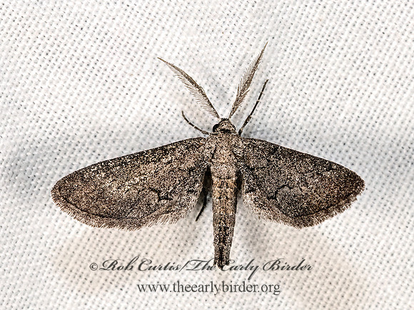 Glaucina  BOARMIINI GEOMETER  3038936z