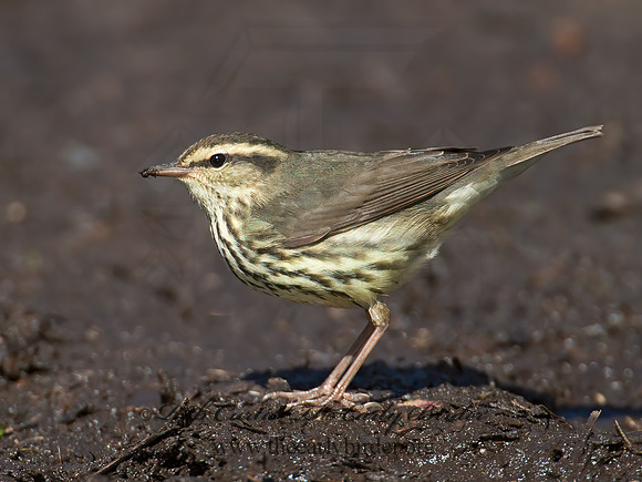 Parkesia noveboracensis  NORTHERN WATERTHRUSH 9005134z