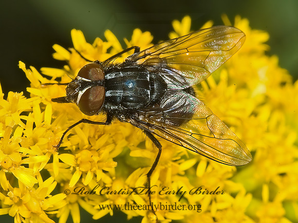 Graphomya americana  MUSCID FLY 5015363z