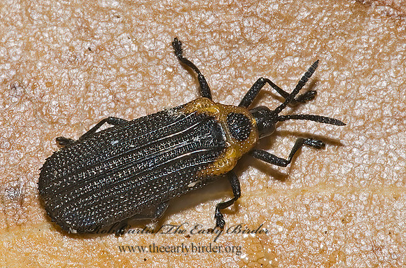 Odontota arizonica HISPINE LEAF BEETLE 6026051z