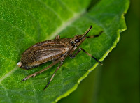 Scolops sulcipes 6009234 z