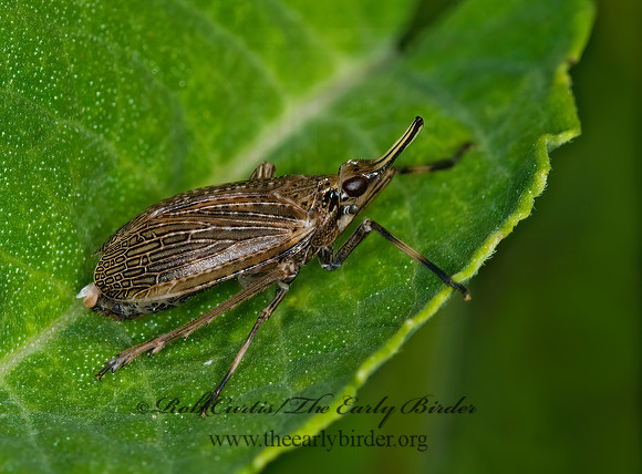 Scolops sulcipes 6009234 z