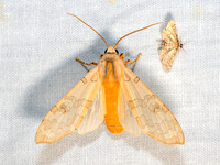 Halysidota harissii SYCAMORE TUSSOCK MOTH 3028360-z