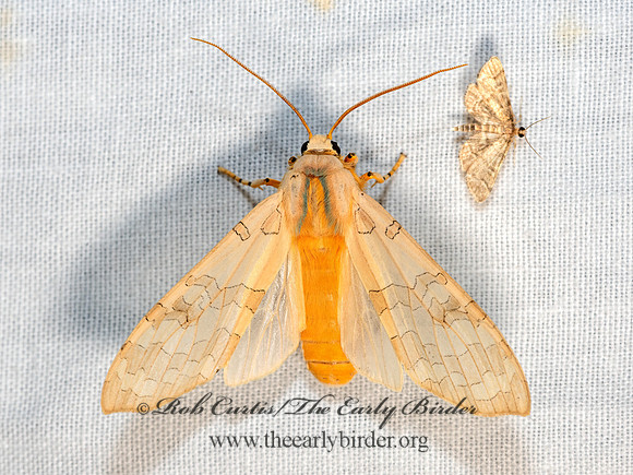 Halysidota harissii  SYCAMORE TUSSOCK MOTH 3028360-z