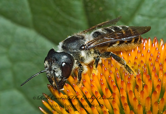 Megachile (Sayapis) 5011409z