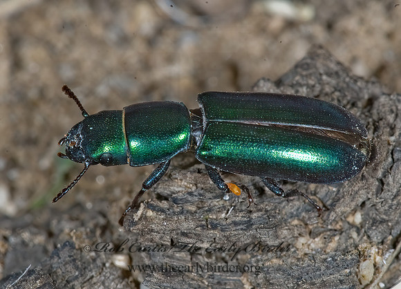 Temnoscheila aerea   BARK-GNAWING BEETLE 7007349z