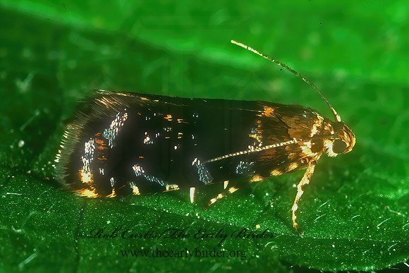 Prochoreutis inflatella  SKULLCAP SKELETONIZER MOTH 1112628z