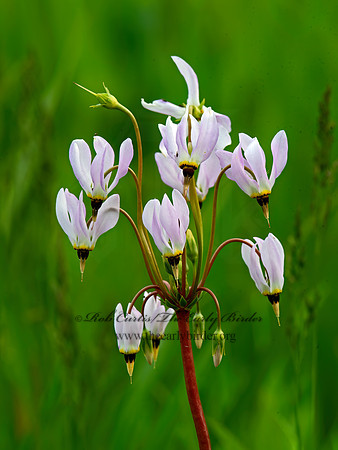 Dodecatheon meadia  SHOOTING STAR 9045920z
