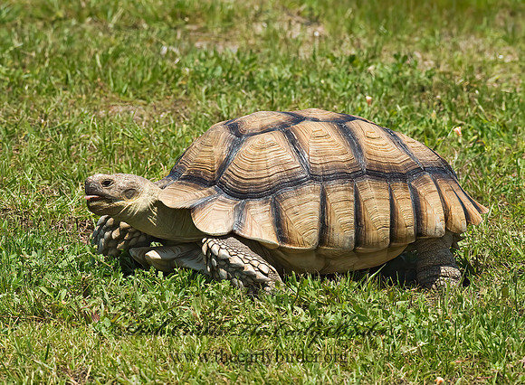 Centrochelys sulcata  AFRICAN SPURRED TORTOISE 6022618z