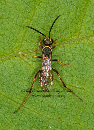 Ceropales maculata  SPIDER WASP 3015565z