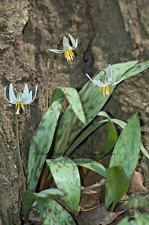 Erythronium albidium  WHITE TROUT LILY 5004995z