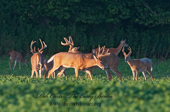 Odocoileus virginianus  WHITE-TAILED DEER 3004017z