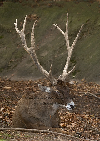 Cervus albirostris  WHITE-LIPPED DEER 6018774z