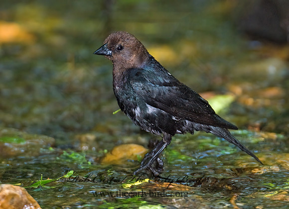 Molothrus ater  BROWN-HEADED COWBIRD  6023612z