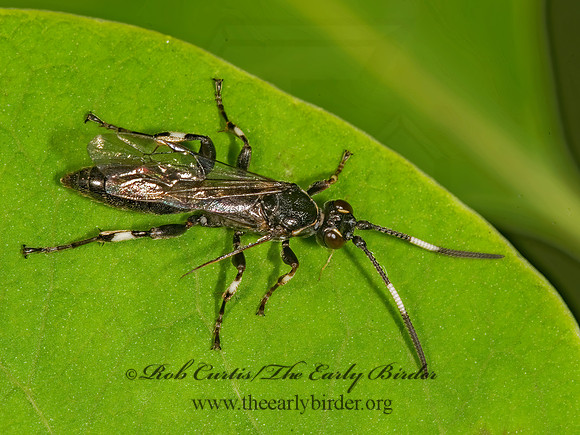 Cratichneumon sublatus 8015044z