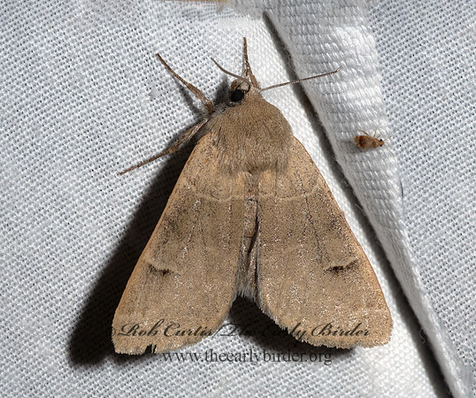 Cissusa  MELIPOTINI EREBID MOTH 3036455z