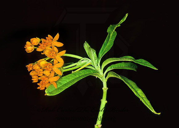 Asclepias curassivica  SCARLET MILKWEED 261628z