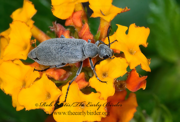 Epicauta ferruginea or fortis 7006138z