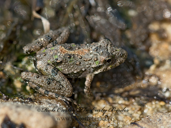 Acris blanchardi  BLANCHARD'S CRICKET FROG 9051918 z