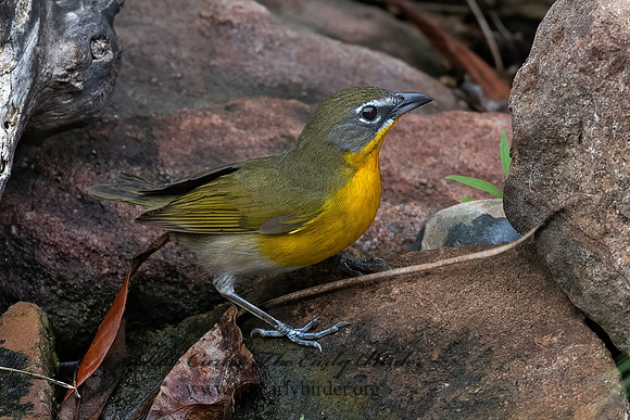 Icteria virens  YELLOW-BREASTED CHAT 6039446z