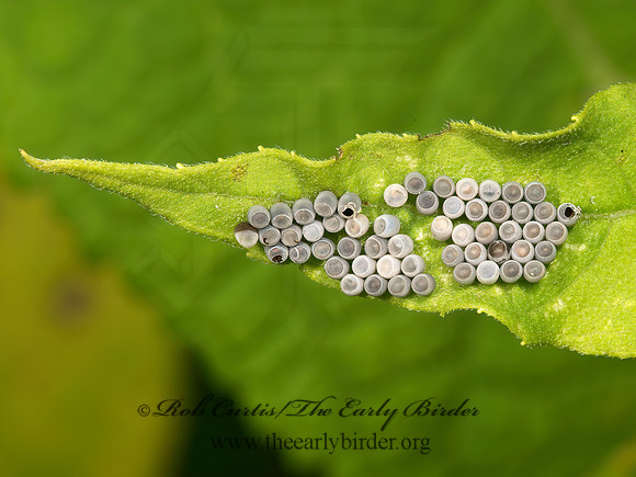 Penatatomidae  STINKBUG 9040159z