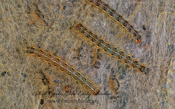 Malacosoma americanum EASTERN TENT CATERPILLAR 178931z