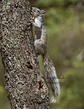 Sciurus arizonensis  ARIZONA GRAY SQUIRREL 6025919z