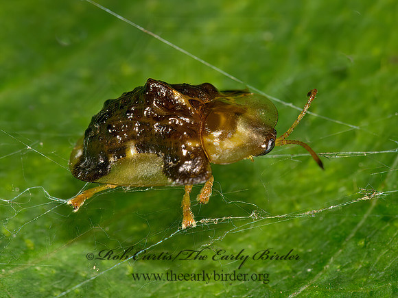 Plagiometriona clavata 9024015z