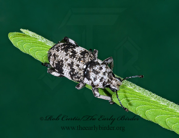 Colecerus marmoratus 7006493z
