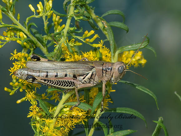 Melanoplus differentialis  DIFFERENTIAL GRASSHOPPER 9041569z