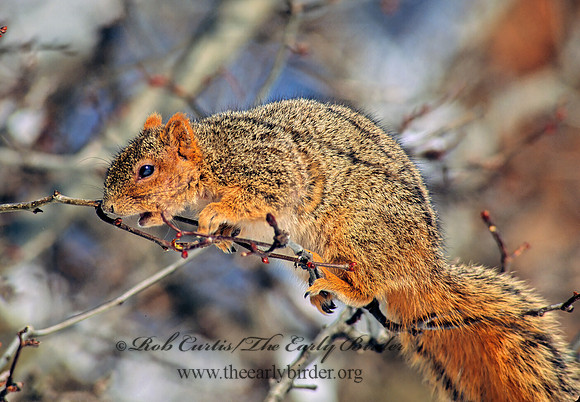Sciurus niger  FOX SQUIRREL 100105z