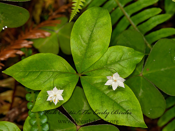 Trientalis latifolia  WESTERN STARFLOWER 9059273z