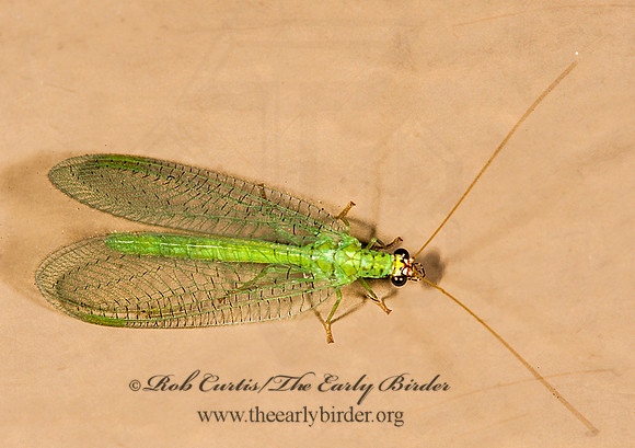 Chrysopa oculata GOLDEN-EYED LACEWING 8008339