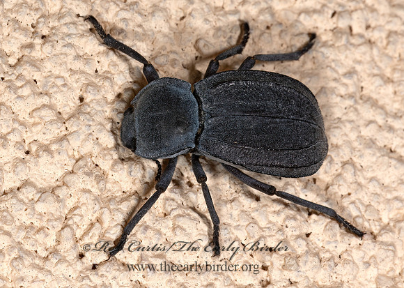 Stenomorpha furca  PIMELIINAE DARKLING BEETLE 3039458z