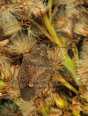 Euschistus servus  BROWN STINKBUG 183630z