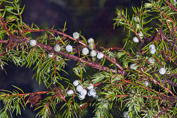 Juniperus communis  COMMON JUNIPER 5015961z