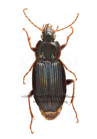 Loxandrus  LORICEINAE GROUND BEETLE  9020531 z