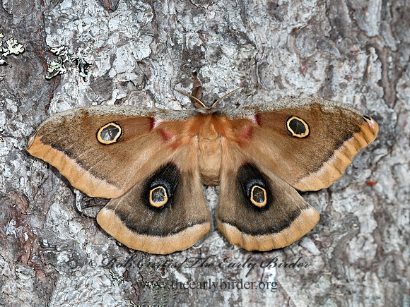 Antheraea polyphemus  POLYPHEMUS MOTH 3014097z