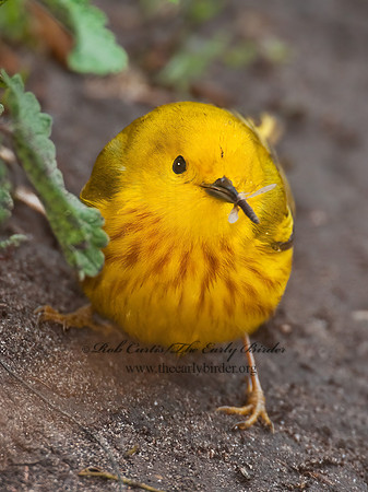 Setophaga petechia  YELLOW WARBLER 3007907z