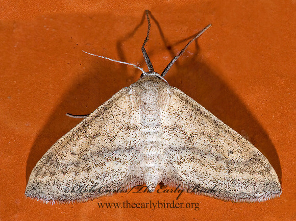 Lobocleta plemyraria STRAIGHT-LINED WAVE MOTH 6023833z