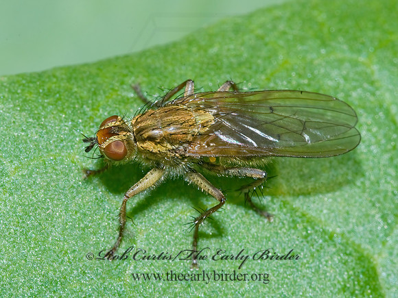 Scathophaga stercoraria  DUNG FLY 7009381z