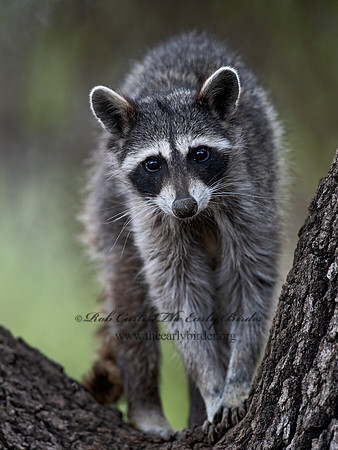 Procyon lotor  RACCOON 6040511z