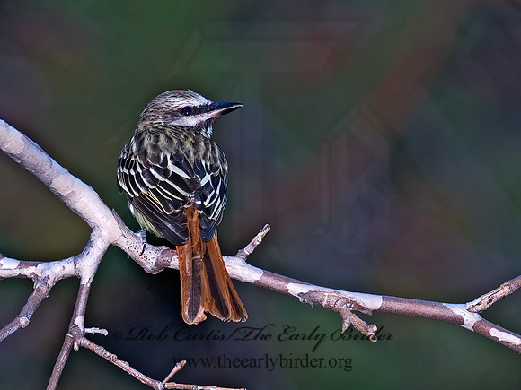 Myiodynastes luteiventris  SULPHUR-BELLIED FLYCATCHER 6025924z
