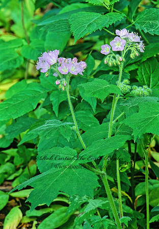 Hydrophyllum appendiculatum  APPENDAGED WATERLEAF 266011z