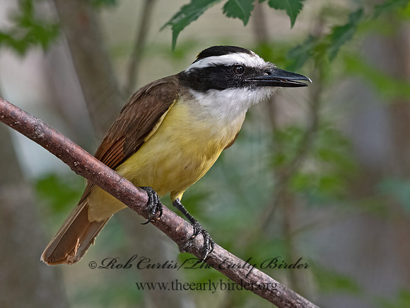 Pitangus sulphuratus  GREAT KISKADEE 3030957z