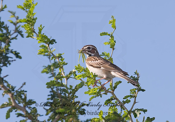 Chondestes grammacus  LARK SPARROW 7005851 z