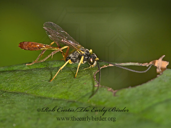 Dusona  CAMPOPLEGINAE ICHNEUMON WASP 9041366z